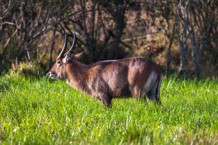Waterbuck - African Wildlife Background - Nature Portrait of Life. Close up.の写真素材
