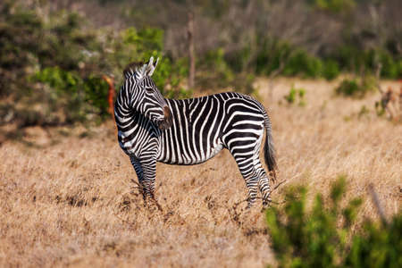 african plains zebra on the dry brown savannah grasslands browsing and grazing. focus is on the zebra with the background blurred, the animal is vigilant while it feedsの写真素材