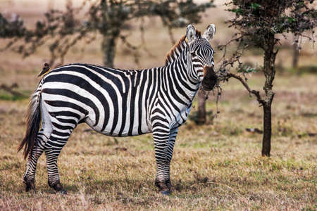 Close portrait of the zebra curiously looking at camera, Africaの写真素材