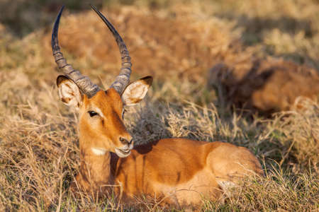 A portrait of a beautiful male impala ram, Africa.の写真素材