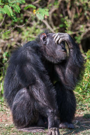 Portrait of a Common Chimpanzee in the wild, Africaの写真素材