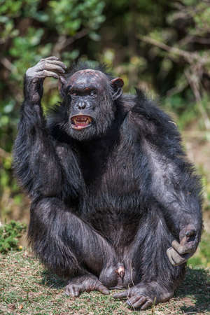 Portrait of a Common Chimpanzee in the wild, Africaの写真素材