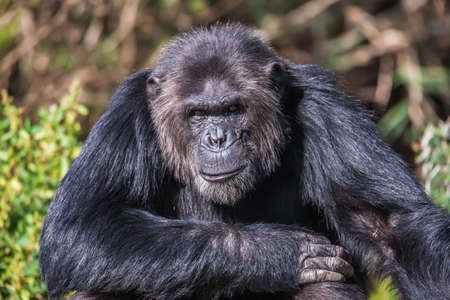 Portrait of a Common Chimpanzee in the wild, Africaの写真素材