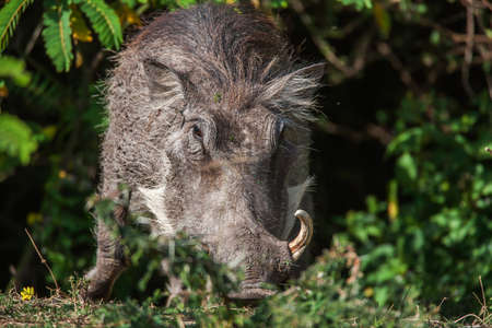 Big warthog with large tusks feeds on his knees in this close up portrait in South Africa.