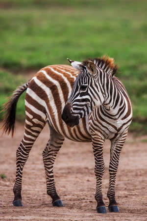 African plains zebra on the dry brown savannah grasslands browsing and grazing. Focus is on the zebra with the background blurred, the animal is vigilant while it feeds. Close upの写真素材