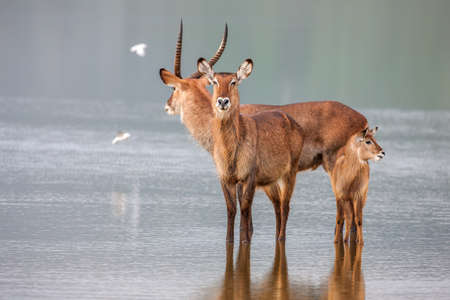 A family of waterbuck, kobus ellipsiprymnus, taking a drink at a waterhole.の写真素材