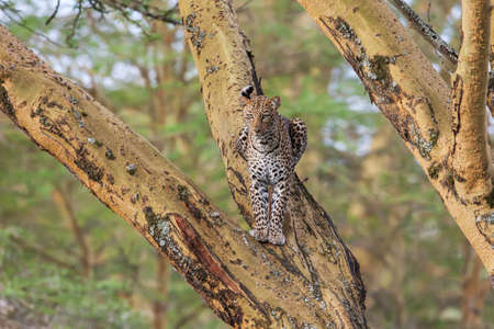 African Leopard (Panthera Pardus Pardus) resting on a tree branch in Africa.