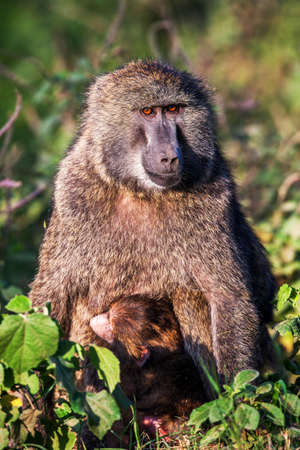 Chacma baboon (Papio cynocephalus ursinus), Kruger National Park, South Africaの写真素材