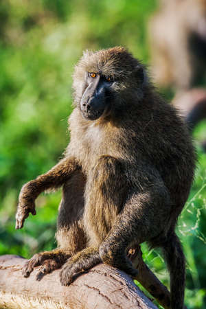 Chacma baboon (Papio cynocephalus ursinus), Kruger National Park, South Africa