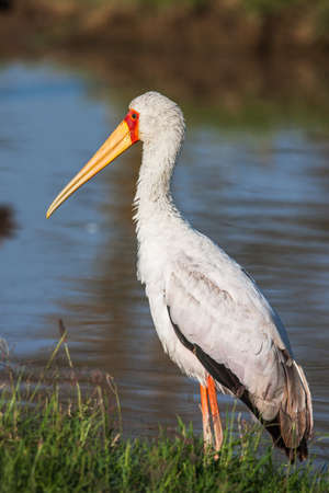 African Spoonbill Stork - Wild Bird Background from Africa - Nature's unique wildlife. Close up.の写真素材