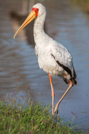 African Spoonbill Stork - Wild Bird Background from Africa - Nature's unique wildlife. Close up.の写真素材
