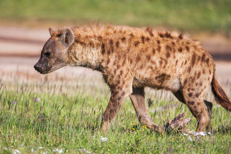Spotted hyena portrait at first light  (Crocuta crocuta), also known as the laughing hyena or tiger wolf. Close upの写真素材