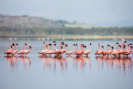 The Lesser flamingo, which is the main attraction for tourists at Lake Nakuru National Park, Kenya.の写真素材