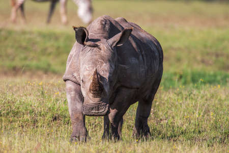 Rhinoceros grazing in the wild. The white rhinoceros or square-lipped rhinoceros is the largest species of rhinoceros with mouth. Close upの写真素材