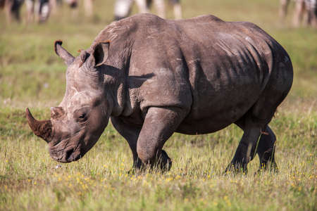 Rhinoceros grazing in the wild. The white rhinoceros or square-lipped rhinoceros is the largest species of rhinoceros with mouthの写真素材