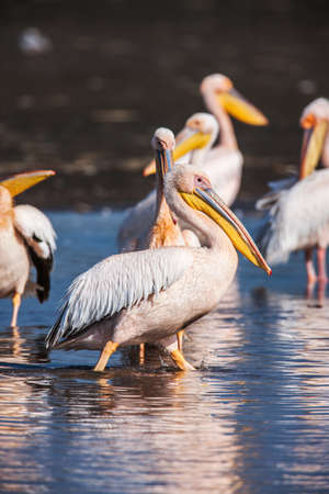 Great White Pelican (Pelecanus onocrotalus) resting, sleeping, preening, standing. Close upの写真素材