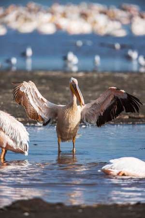 Great white pelican skimming the lake surface in Lake Narasha National Park, Kenya, Africa.の写真素材