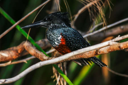 Small and beautiful red-Breasted brilliant bird from Southern Africa.の写真素材