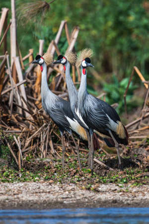 Grey crowned crane (Balearica regulorum)  in the savannah of Kenya, Africa.の写真素材