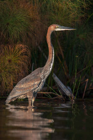 Grey African heron bird in the water close upの写真素材
