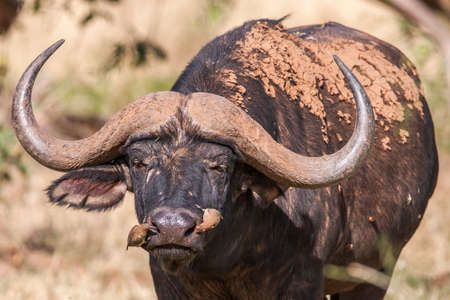 African buffalo cow (Syncerus caffer) portrait - Kruger National Park (South Africa).の写真素材