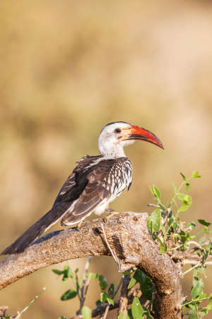 African Hornbill found in South Africa.の写真素材