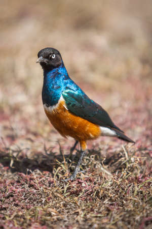 Beautiful Superb Starling bird with bright shiny feathers.の写真素材