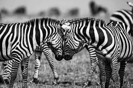 Cuddles between two zebras, Kruger Park, South Africaの写真素材
