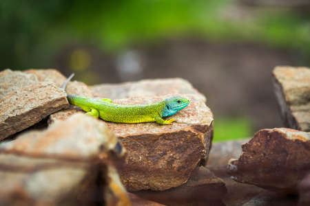Green emerald glossy gecko lizard sunbathing on a rock during a hot sunny summer day