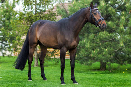 Golden red or brown horse standing against green trees in summer timeの写真素材
