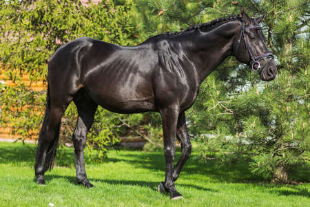 Gorgeous friesian stallion with long mane standing alone against greenery in springの写真素材