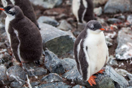 Cute Gentoo penguin chick on a rock in Antarctica.の写真素材
