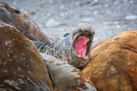 Elephant seals all together molting their skin in Antarctica. Close-upの写真素材