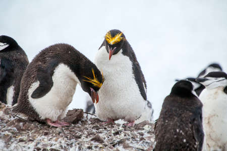 Macaroni penguins with Chinstrap penguins walking on the coast Antarcticaの写真素材