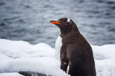 Gentoo penguin walking on snow against ocean in Antarctica. Close-upの写真素材