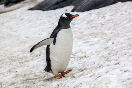 Beautiful gentoo penguin walking on snow in Antarctica. Close-upの写真素材