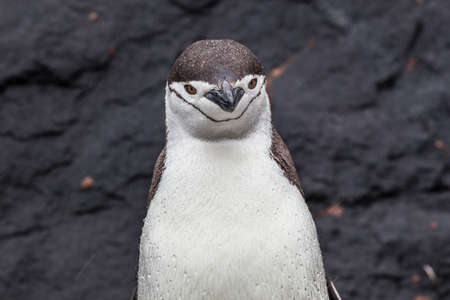 Chinstrap penguin looking at the camera on the background of rocks, Antarcticaの写真素材