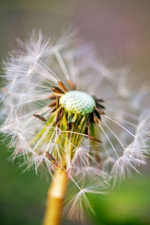 Close-up of a partially blown away dandelion of seeds in the nature background