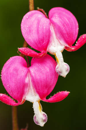 Bleeding pink Heart Flowers (Dicentra spectabilis or Lamprocapnos spectabilis).の写真素材