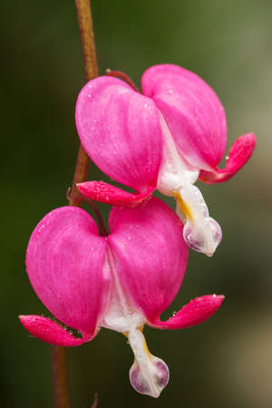Bleeding pink Heart Flowers (Dicentra spectabilis or Lamprocapnos spectabilis).の写真素材