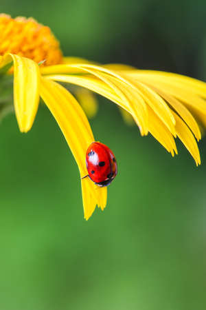 The ladybug sits on a yellow flower petal.の写真素材