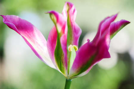 The opened pink tulip against the backdrop of the garden.
