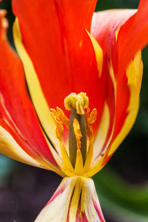 A closeup view with selective focus emphasis on the pistil and stamens inside a red tulip in Spring