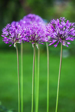 Single allium flowers with bright violet head on a garden background.の写真素材
