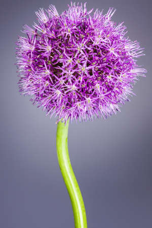 Single allium flower with bright violet head on a purpure background.
