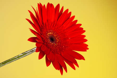 Red gerbera isolated on yellow  background. Close up.の写真素材