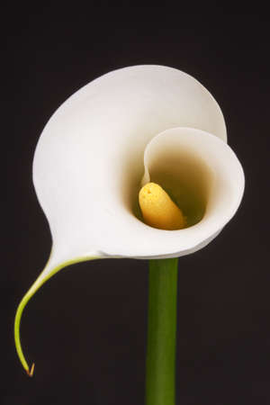 Beautiful white Calla lily over black backgroundの写真素材