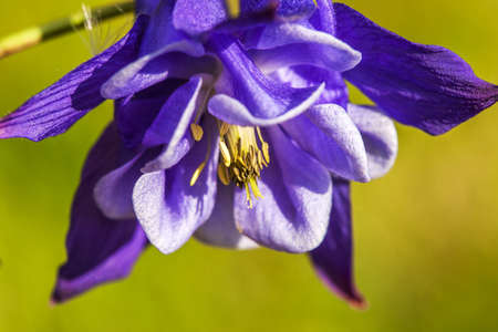 Close up of blue columbine (aquilegia) blossom growing on Aspen forest floor.の写真素材