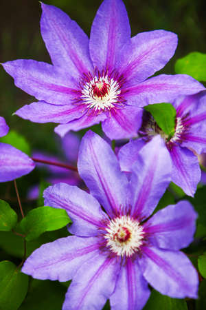 Beautiful purple flowers of clematis over green background. Close up.の写真素材