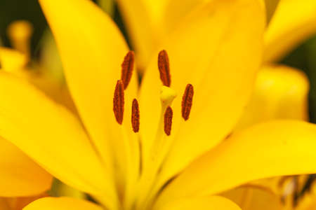A closeup view with selective focus emphasis on the pistil and stamens inside a yellow lily.の写真素材